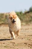 CHOW CHOW 100